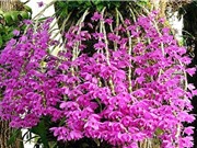 Lâm Đồng: Nhân giống lan rừng bản địa giá trị cao